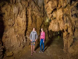 From Auckland: Waitomo Glowworm Caves Guided Tour